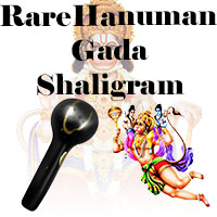 Rare Hanuman Gada Shaligram